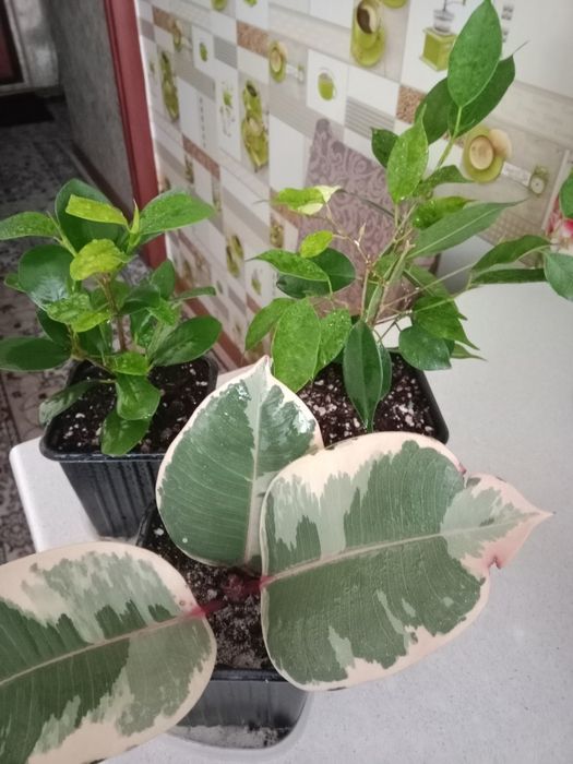 Продам цветок фикус