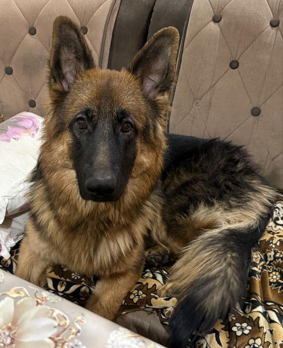 Немецкие авчарки доиношерстые.