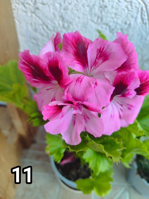 Мушкати, цветя за дома и градината.