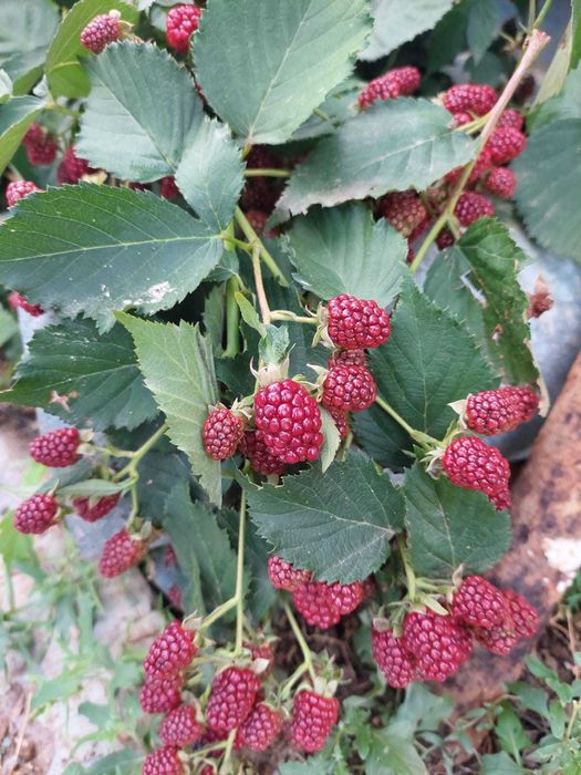 Продам дачу на Айгуле