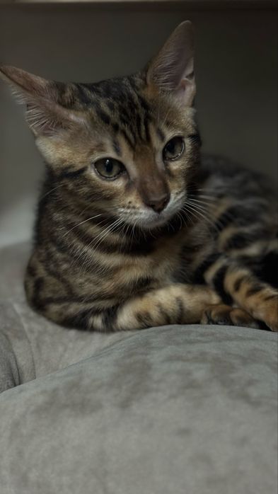 Бенгальский котенок