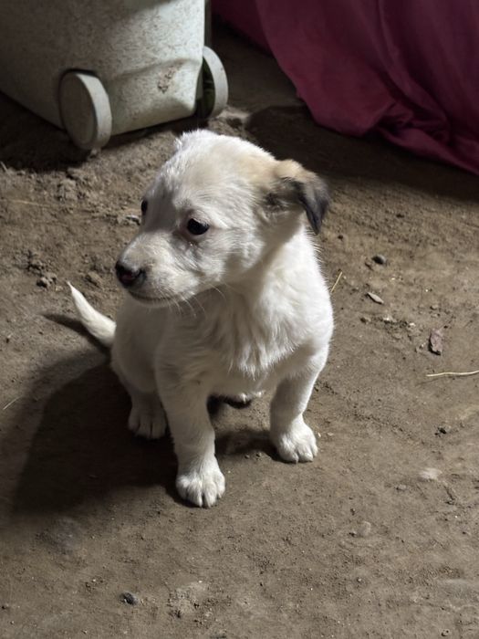 Щенок 200 тенгее