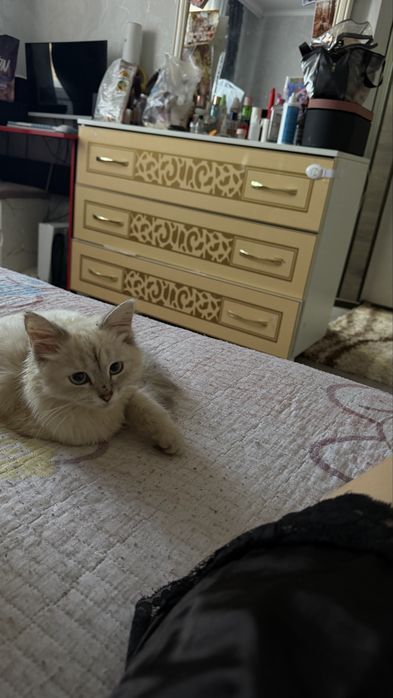 Продам котенка подростка девочка