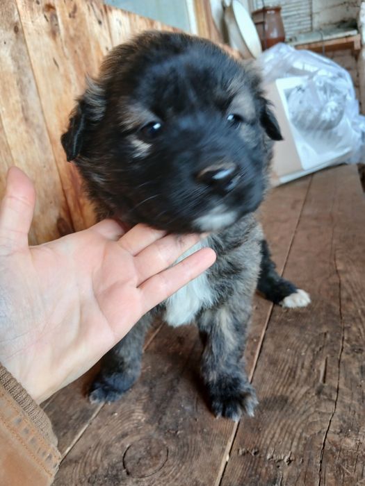 Подарявам малки сладки кученца