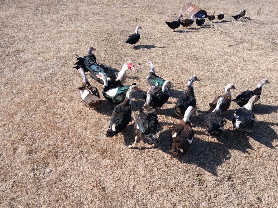 Продам Самки индоутки