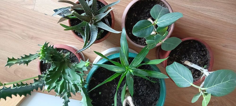 Продам комнатные растения