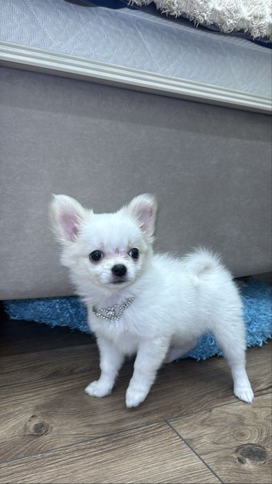 Чихуахуа срочном