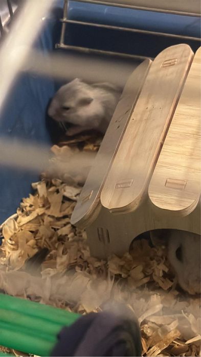 Мини хамстери се подаряват в Стара Загора