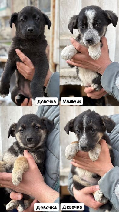 Ухоженные щенки в дом на охрану