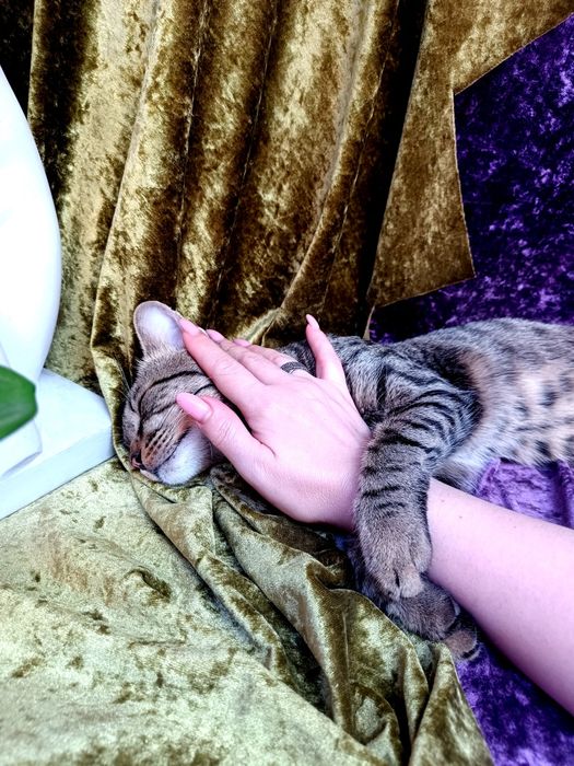 Кот - компаньён ищет дом!