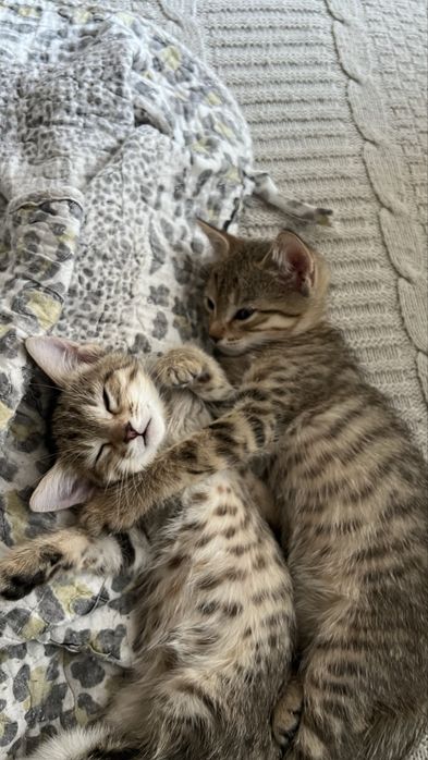 Xadiyaga bervoriladi tekinga