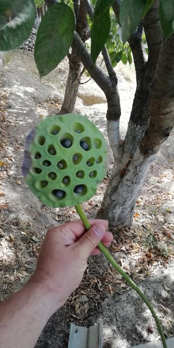 Вы хотите Лотосы   цветы