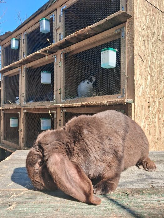 Iepuri de rasa:uriasi german, fluture german, berbec german  și altele