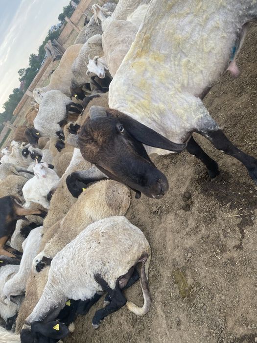 Vand berbec Carabaș