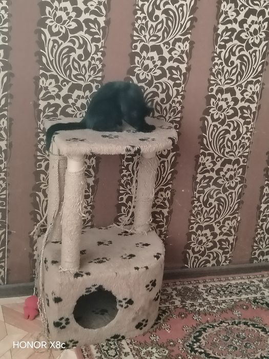 Котик ласковый, игривый