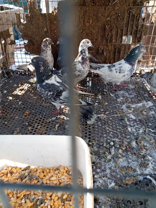 Păsări Vând tripler iranieni