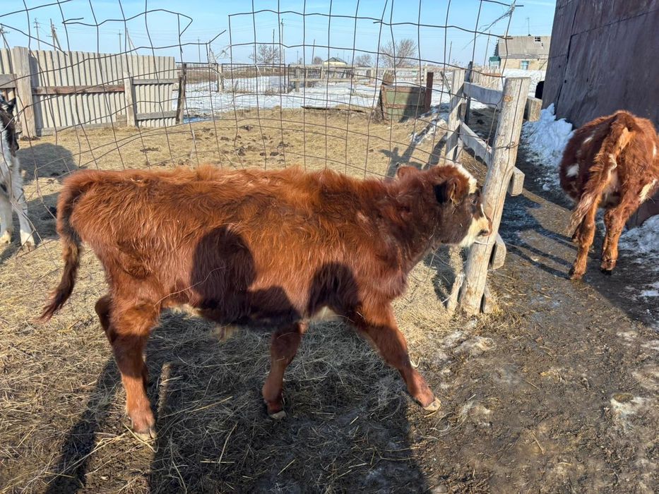 Букалар сатылады