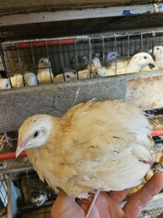 Oua de prepeliță