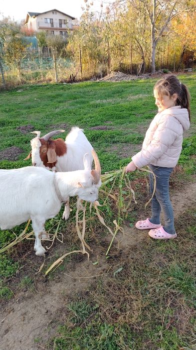 Vând țap metis boie cu carpatin