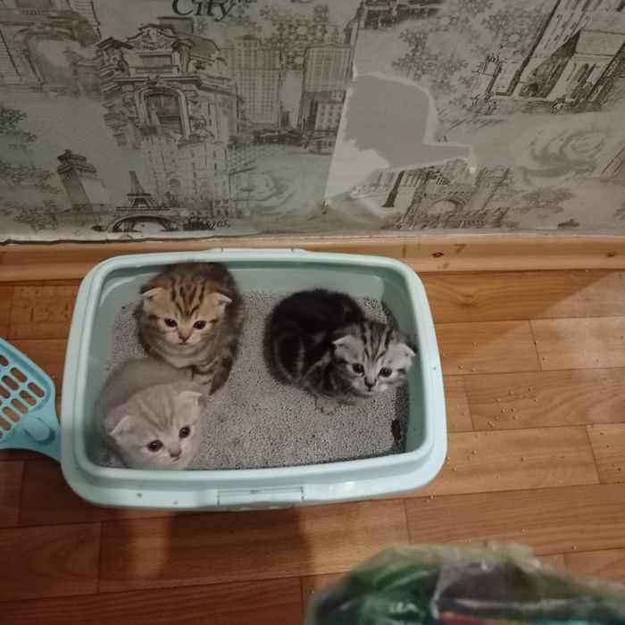 Вязка. Шотландец ищет невесту