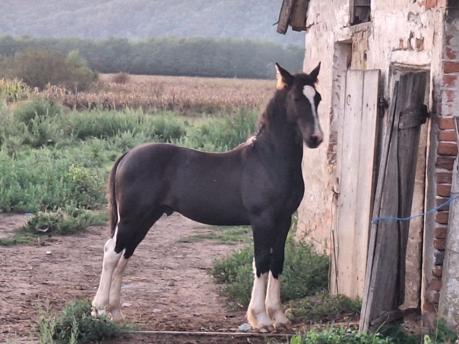 Manz 7 luni barok Pinto