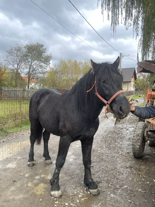 Mânz de vanzare-bine ingrijit