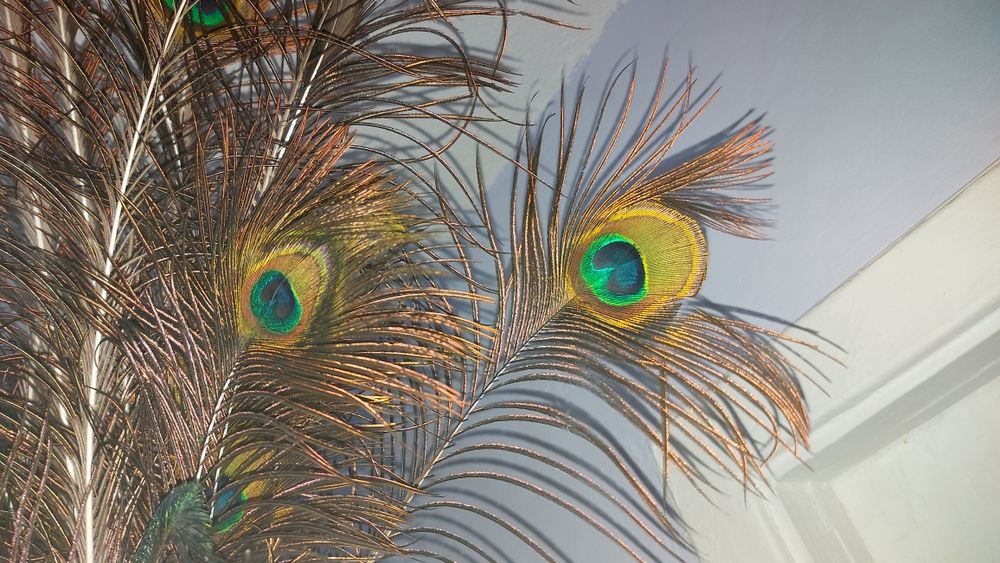 Перья Павлина настоящие