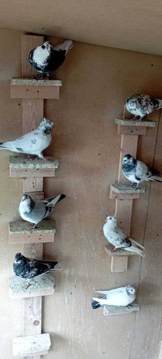 Porumbei jucători gălățeni și amara