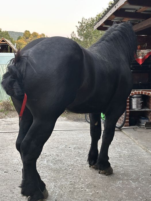 Manz 3 ani ștanțat de ungaria , pașaport garantat de ham