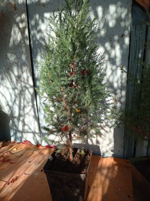 Саженцы ёлок. Очень быстро растут.