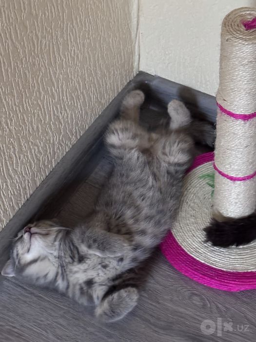 Продаются котята