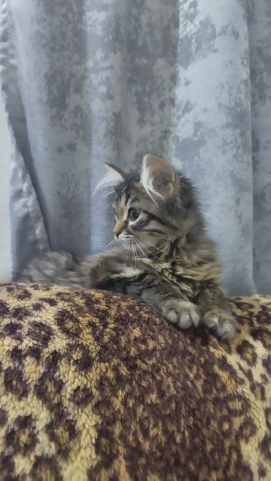 **Продам на половину Шотландскую Тигрицу***