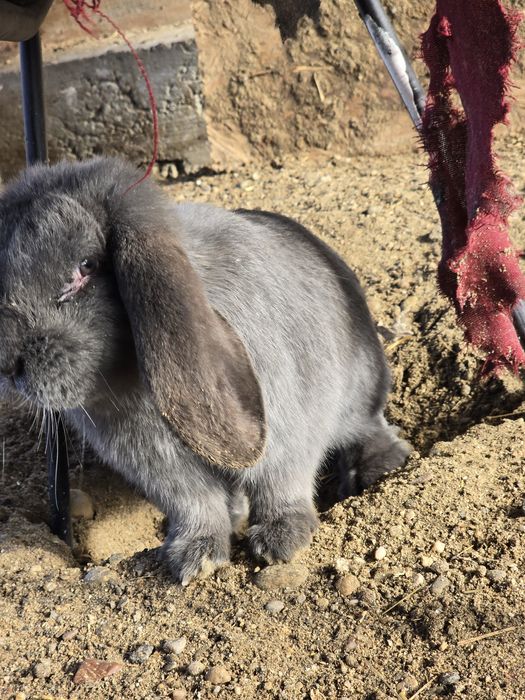 Vand iepurii berbec german