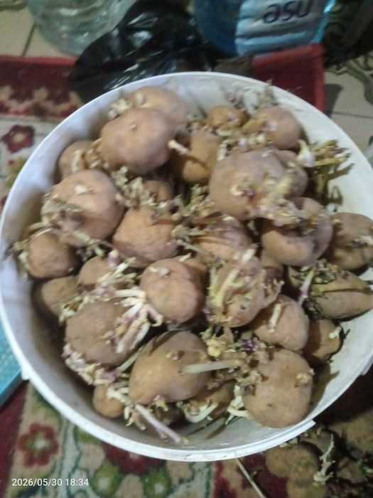 Картофель семенной