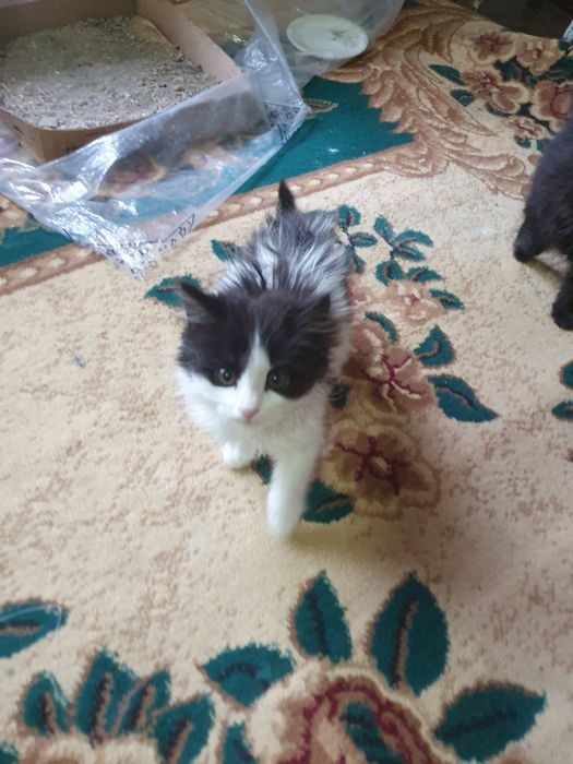 Кошки мейн-кун продаётся