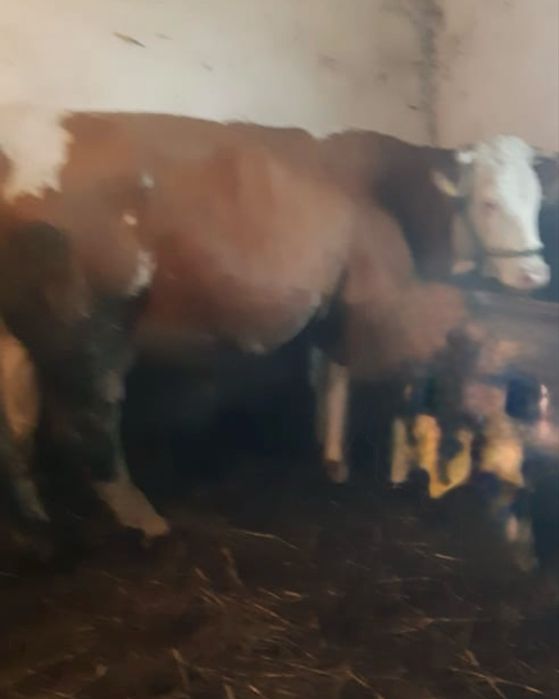 Vand vaca cu vitel de 1,5 luni