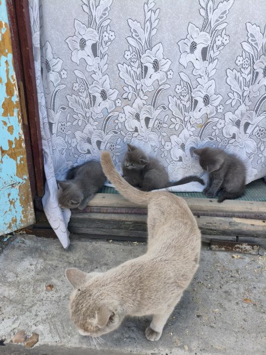 Продам британских котят девочки