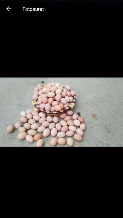 Qora tovuq tuxumlari sotiladi