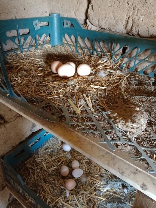 Үй тауықтары бар