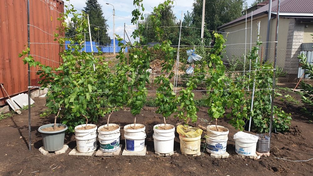 Саженцы винограда