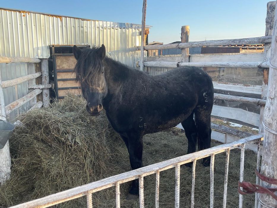 Продам жеребец мугалжар