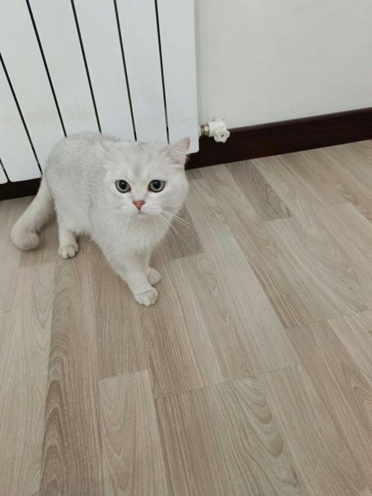 Продам котят Скоттиш страйт чистокровная