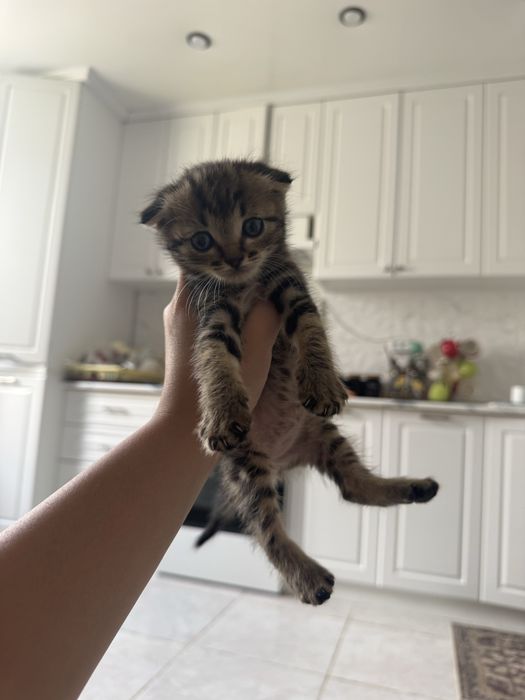 Бесплатно отдам. Котёнок- мальчик