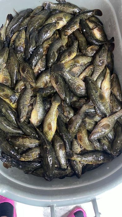 Карась, щука, ратан