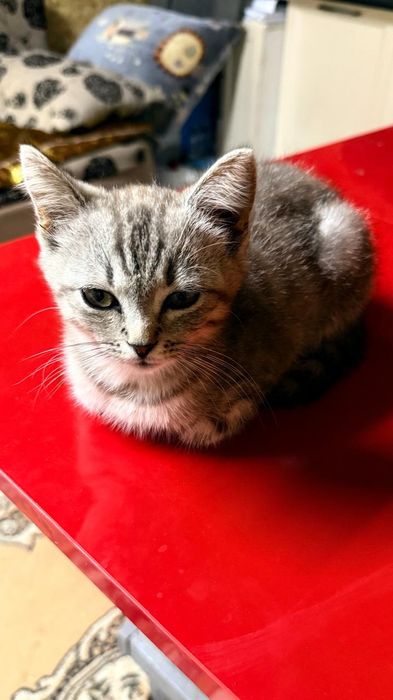 Кошка сколько месяцев не знаю