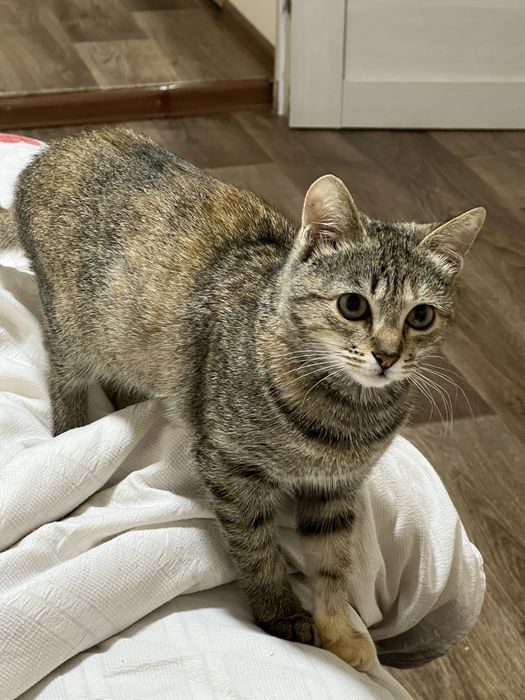 Кошка Лия 5 месяцев