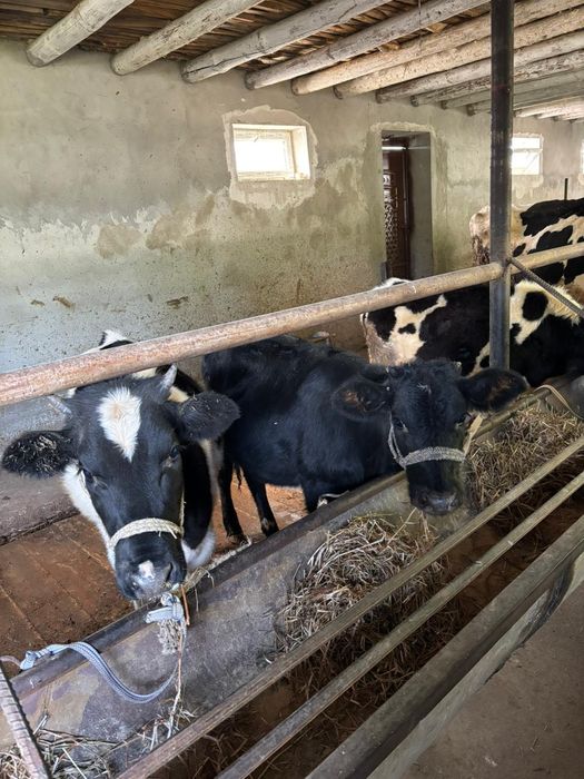 Тёлки 7-8 месячные