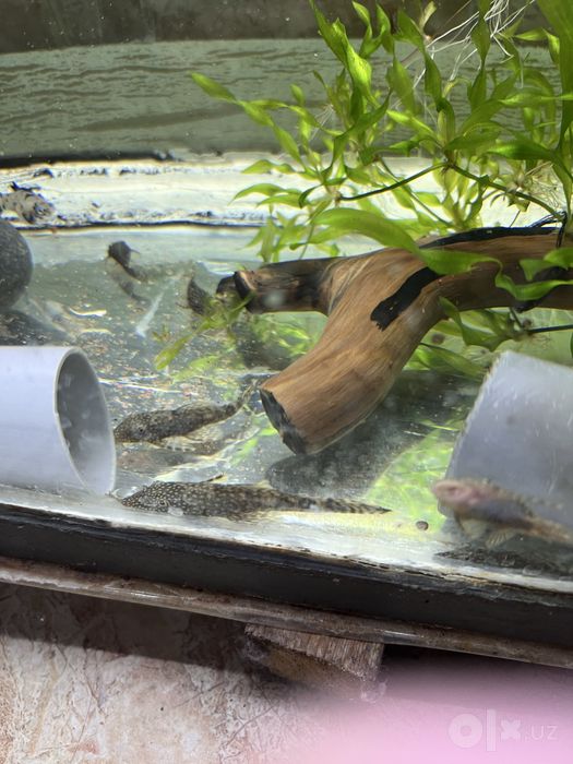 Antisistrus+akvarium kamplekt sotiladi