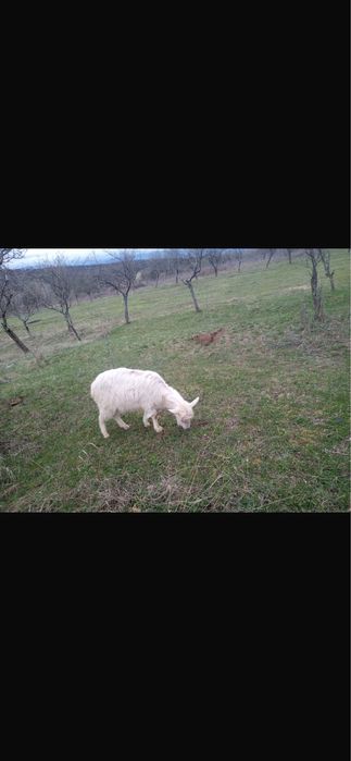 Vând capre pentru tăiere