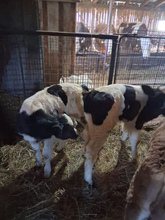 Vând vițeii din monta